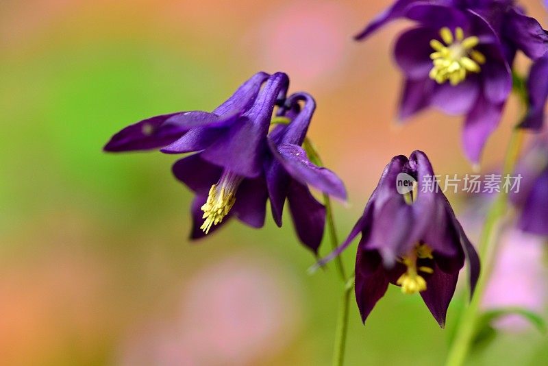 水仙花/耧斗菜花